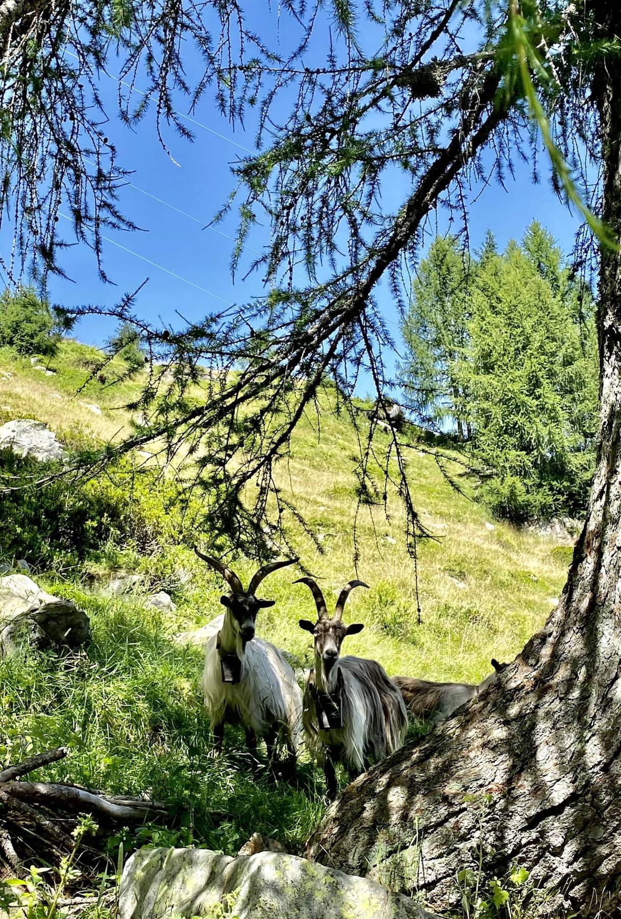 Geiter i fjellsiden