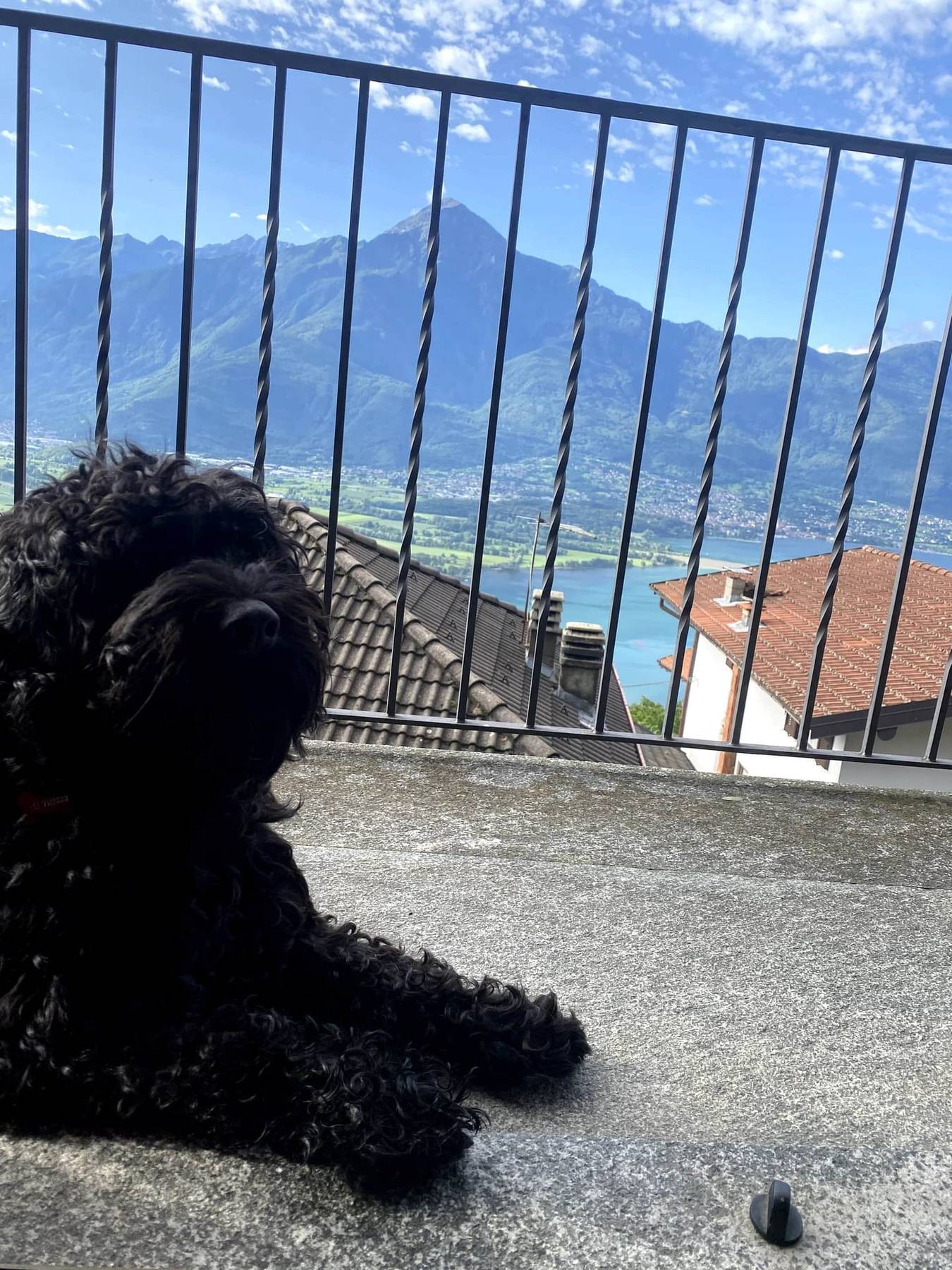 Svart krøllete hund på balkongen med Comosjøen i bakgrunnen
