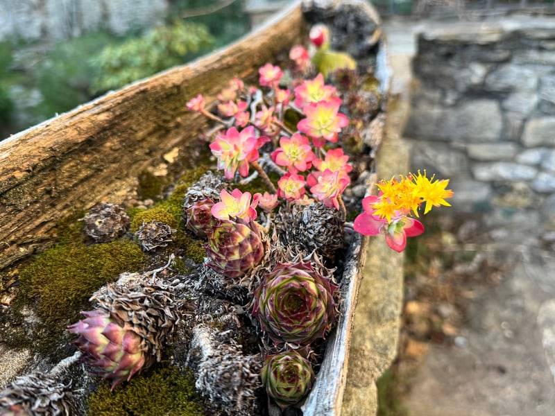 Rosa og gule steinplanter i en gammel trekasse ved en steinmur